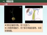 初中  生物  人教版（2024）  七年级上册  第二单元  第二章 动物的类群 第一节 无脊椎动物 课件