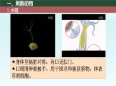 初中  生物  人教版（2024）  七年级上册  第二单元  第二章 动物的类群 第一节 无脊椎动物 课件
