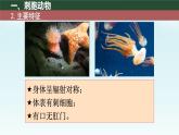 初中  生物  人教版（2024）  七年级上册  第二单元  第二章 动物的类群 第一节 无脊椎动物 课件