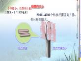初中  生物  人教版（2024）  七年级上册  第二单元  第三章 微生物第二节 细菌 课件