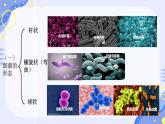 初中  生物  人教版（2024）  七年级上册  第二单元  第三章 微生物第二节 细菌 课件