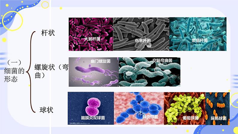 初中  生物  人教版（2024）  七年级上册  第二单元  第三章 微生物第二节 细菌 课件05