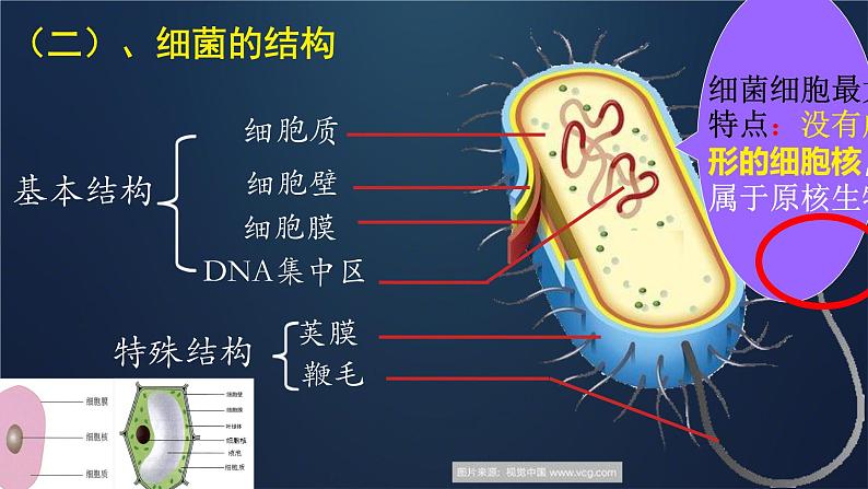 初中  生物  人教版（2024）  七年级上册  第二单元  第三章 微生物第二节 细菌 课件06