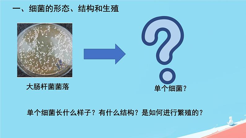 初中  生物  人教版（2024）  七年级上册  第二单元  第三章 微生物第二节 细菌 课件04