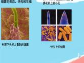 初中  生物  人教版（2024）  七年级上册  第二单元  第三章 微生物第二节 细菌 课件