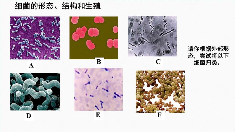 初中  生物  人教版（2024）  七年级上册  第二单元  第三章 微生物第二节 细菌 课件06