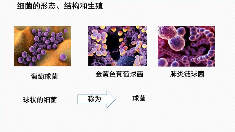 初中  生物  人教版（2024）  七年级上册  第二单元  第三章 微生物第二节 细菌 课件07