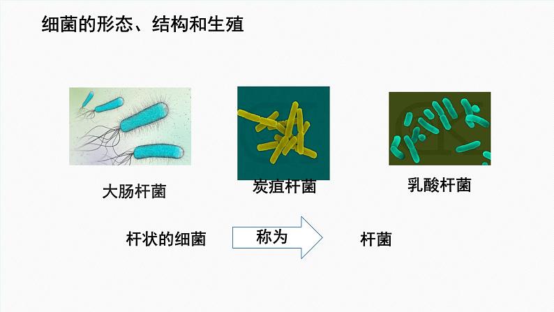 初中  生物  人教版（2024）  七年级上册  第二单元  第三章 微生物第二节 细菌 课件08