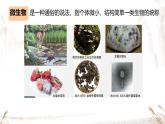 初中  生物  人教版（2024）  七年级上册  第二单元  第三章 微生物第一节 微生物的分布 课件