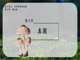 初中  生物  人教版（2024）  七年级上册  第二单元   第三章 第三节 真菌 课件