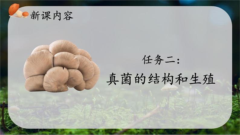 初中  生物  人教版（2024）  七年级上册  第二单元   第三章 第三节 真菌 课件08