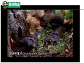 初中  生物  人教版（2024）  七年级上册  第二单元   第三章第三节 真菌 课件
