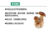 初中  生物  人教版（2024）  七年级上册  第二单元   第三章第三节 真菌 课件