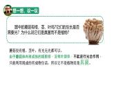 初中  生物  人教版（2024）  七年级上册  第二单元   第三章第三节 真菌 课件