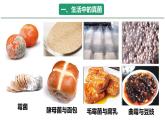 初中  生物  人教版（2024）  七年级上册  第二单元   第三章第三节 真菌 课件