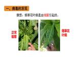 初中 生物 人教版（2024） 七年级上册 第二单元 第三章第四节 病毒 课件