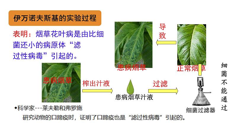 初中 生物 人教版（2024） 七年级上册 第二单元 第三章第四节 病毒 课件06