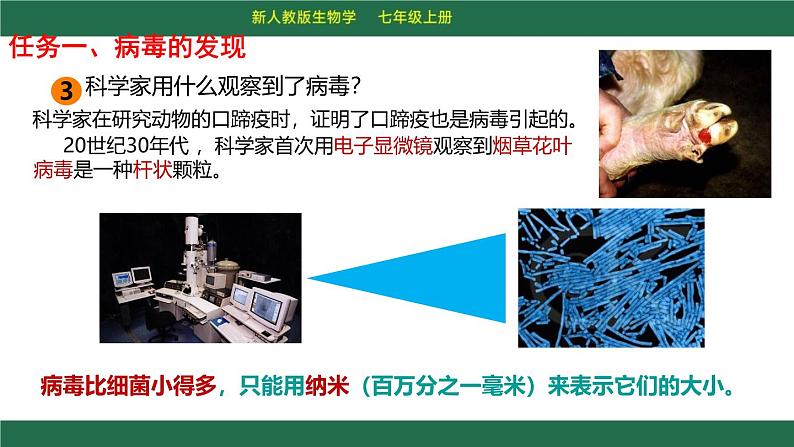 初中 生物 人教版（2024） 七年级上册 第二单元 第三章第四节 病毒 课件06