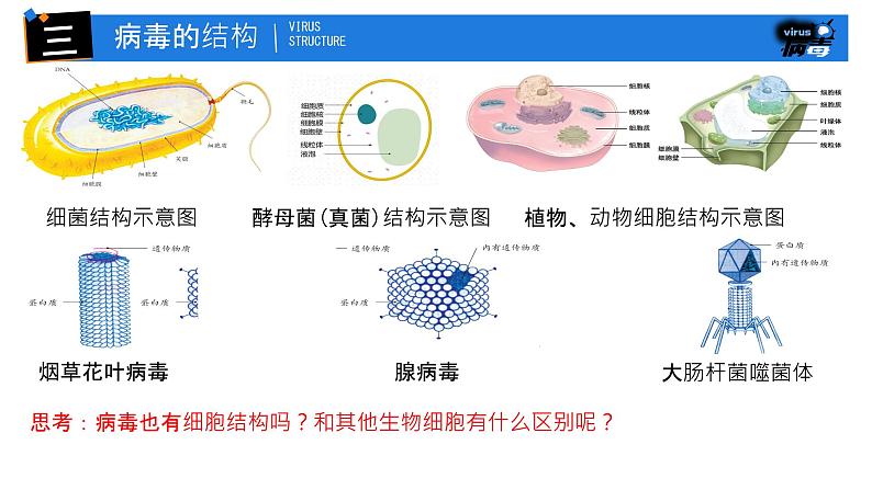 初中 生物 人教版（2024） 七年级上册 第二单元 第三章第四节 病毒 课件07