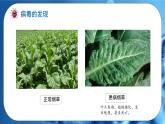 初中 生物 人教版（2024） 七年级上册 第二单元 第三章第四节 病毒 课件