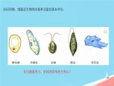 初中 生物 人教版（2024） 七年级上册 第二单元 第三章第四节 病毒 课件