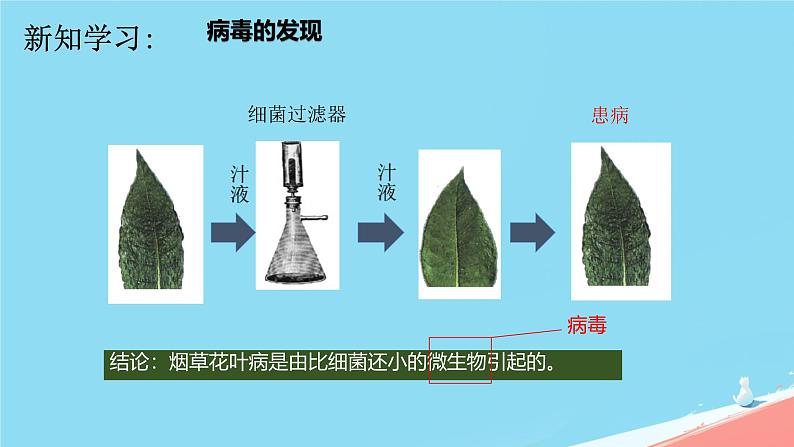 初中 生物 人教版（2024） 七年级上册 第二单元 第三章第四节 病毒 课件05