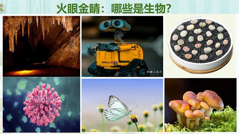 人教版（2024）七年级生物上册第一单元1.2生物的特征精品ppt课件第4页