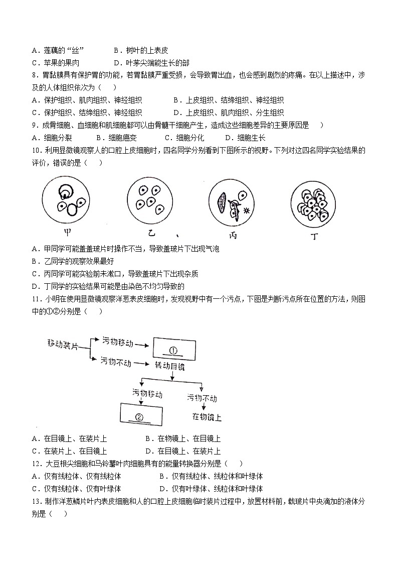 四川省眉山市仁寿县仁寿城区初中学校2024-2025学年七年级上学期期中生物试题(无答案)02