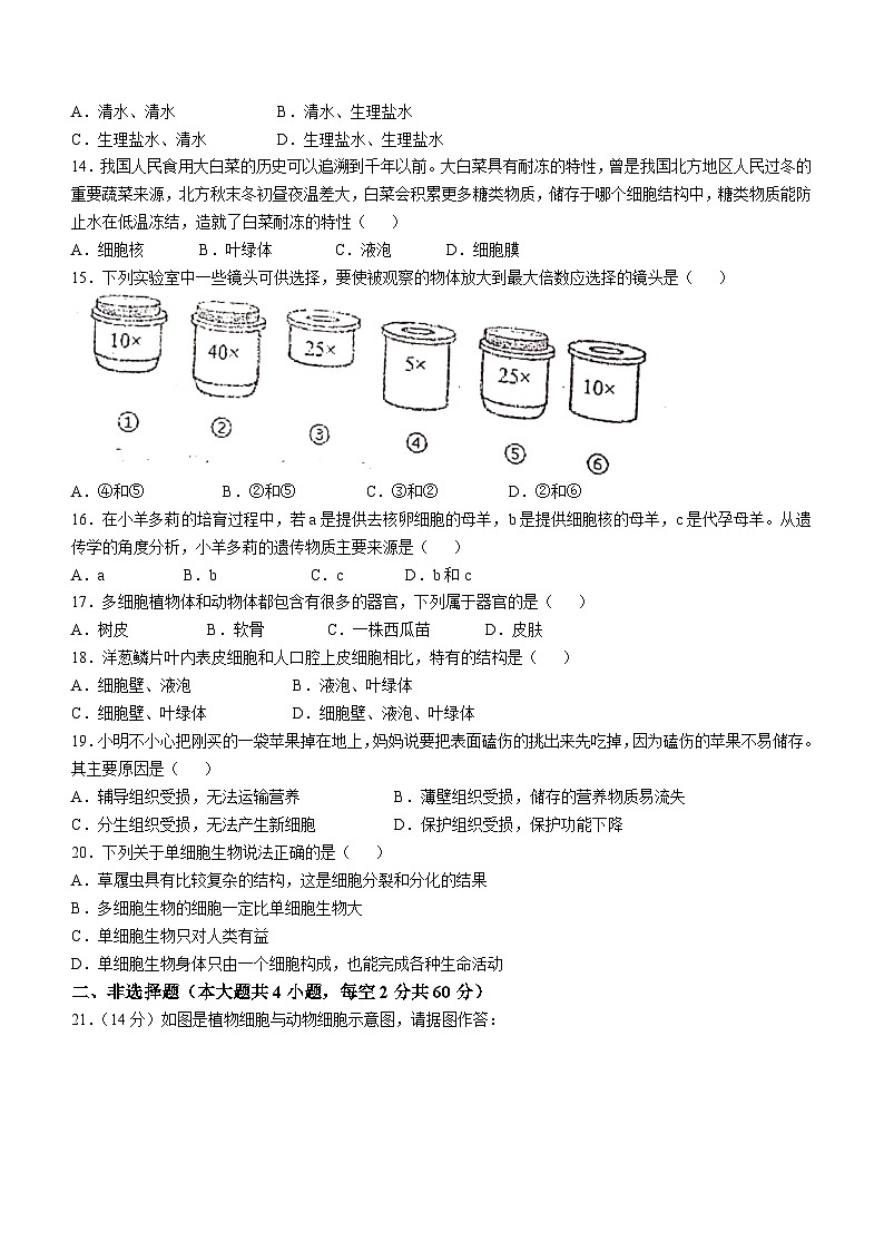 四川省眉山市仁寿县仁寿城区初中学校2024-2025学年七年级上学期期中生物试题(无答案)03