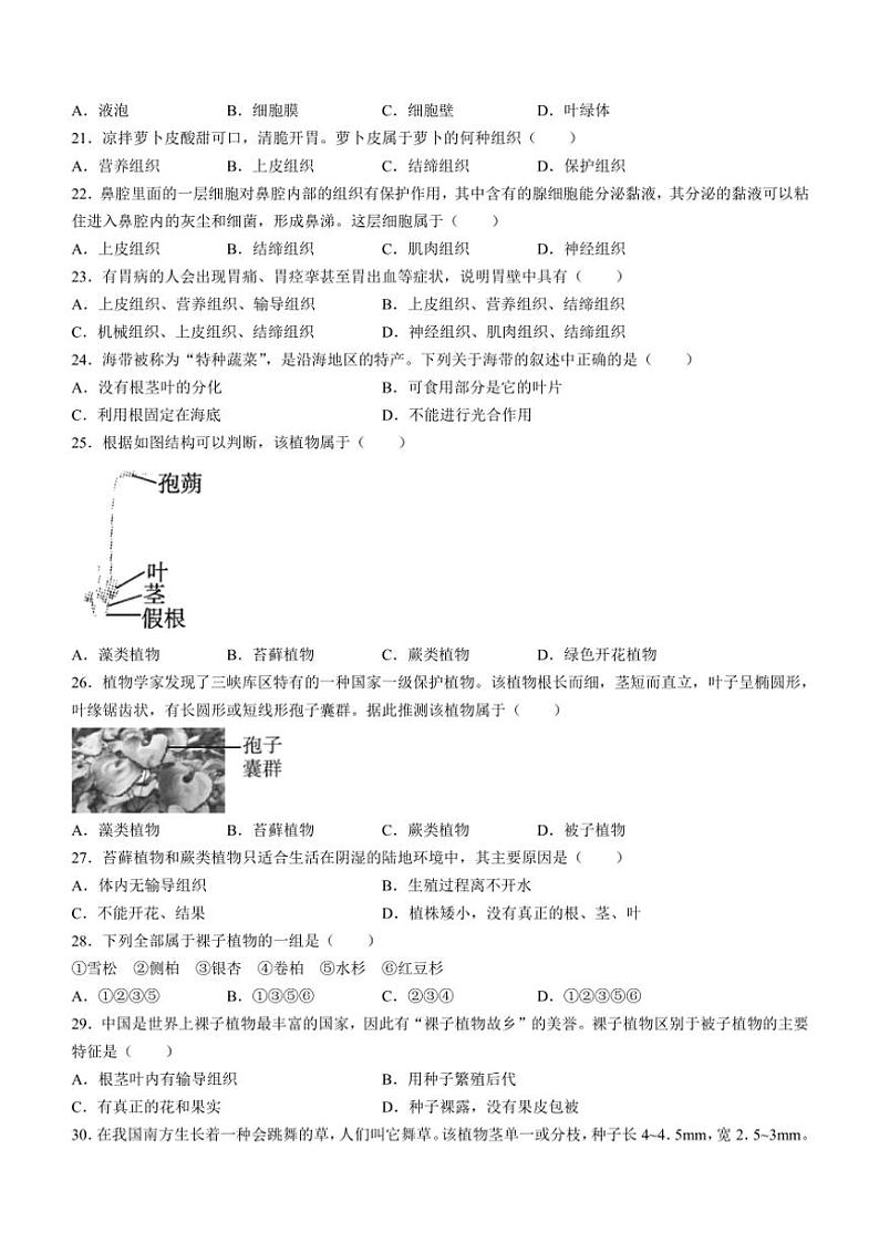 河北省石家庄市栾城区2024～2025学年七年级(上)期中生物试卷(含答案)03