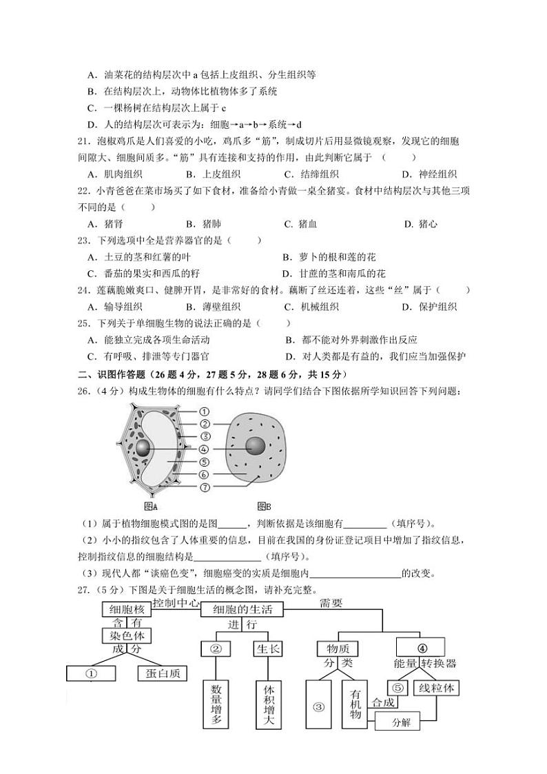 湖南省长沙市开福区青竹湖湘一外国语学校2024～2025学年七年级(上)期中生物试卷(含答案)第3页