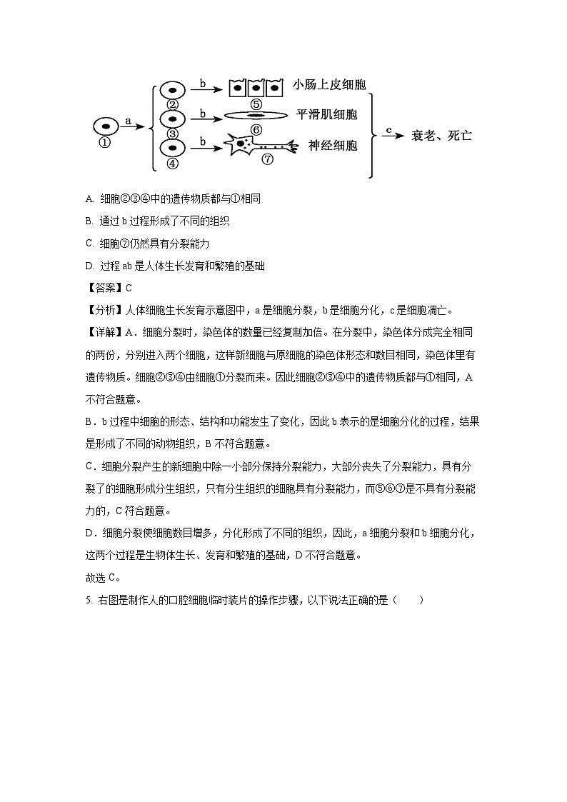 江苏省盐城市阜宁县2023-2024学年七年级上学期期末生物试卷（解析版）第3页