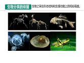 初中  生物  人教版（2024）  七年级上册  第二单元  第四章第二节 从种到界 课件