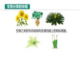 初中  生物  人教版（2024）  七年级上册  第二单元  第四章第二节 从种到界 课件
