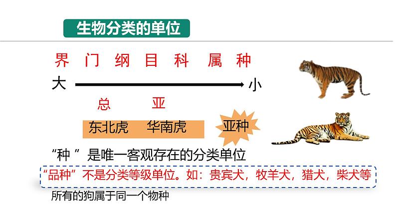 初中  生物  人教版（2024）  七年级上册  第二单元  第四章第二节 从种到界 课件第8页