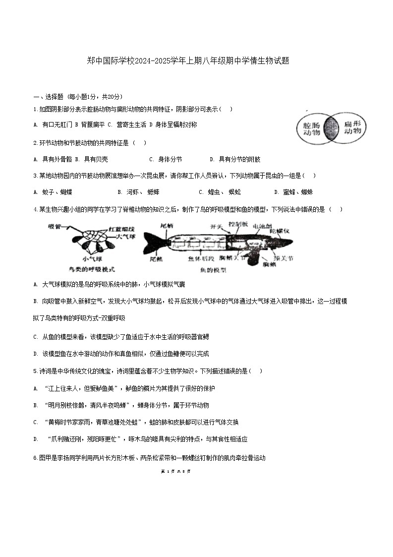 河南省郑州市郑中国际学校2024-2025学年八年级上学期期中考试生物试卷第1页