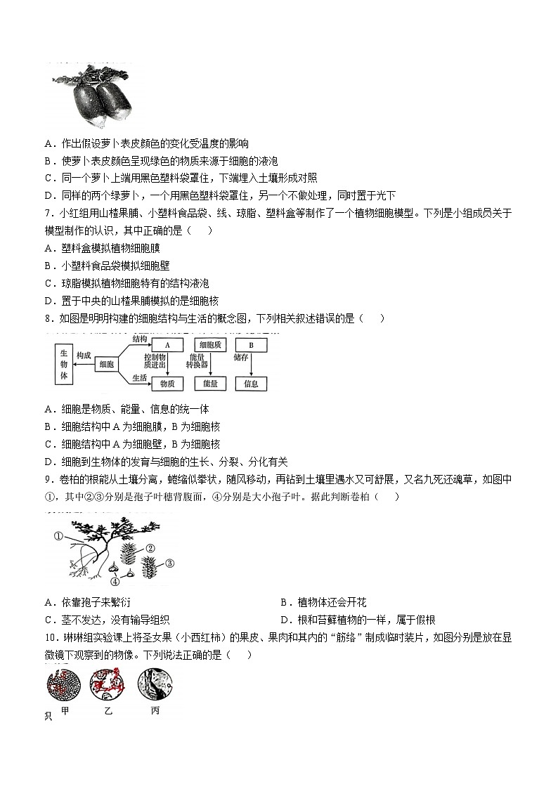 山西省运城市实验中学2024-2025学年七年级上学期期中生物学试题第2页