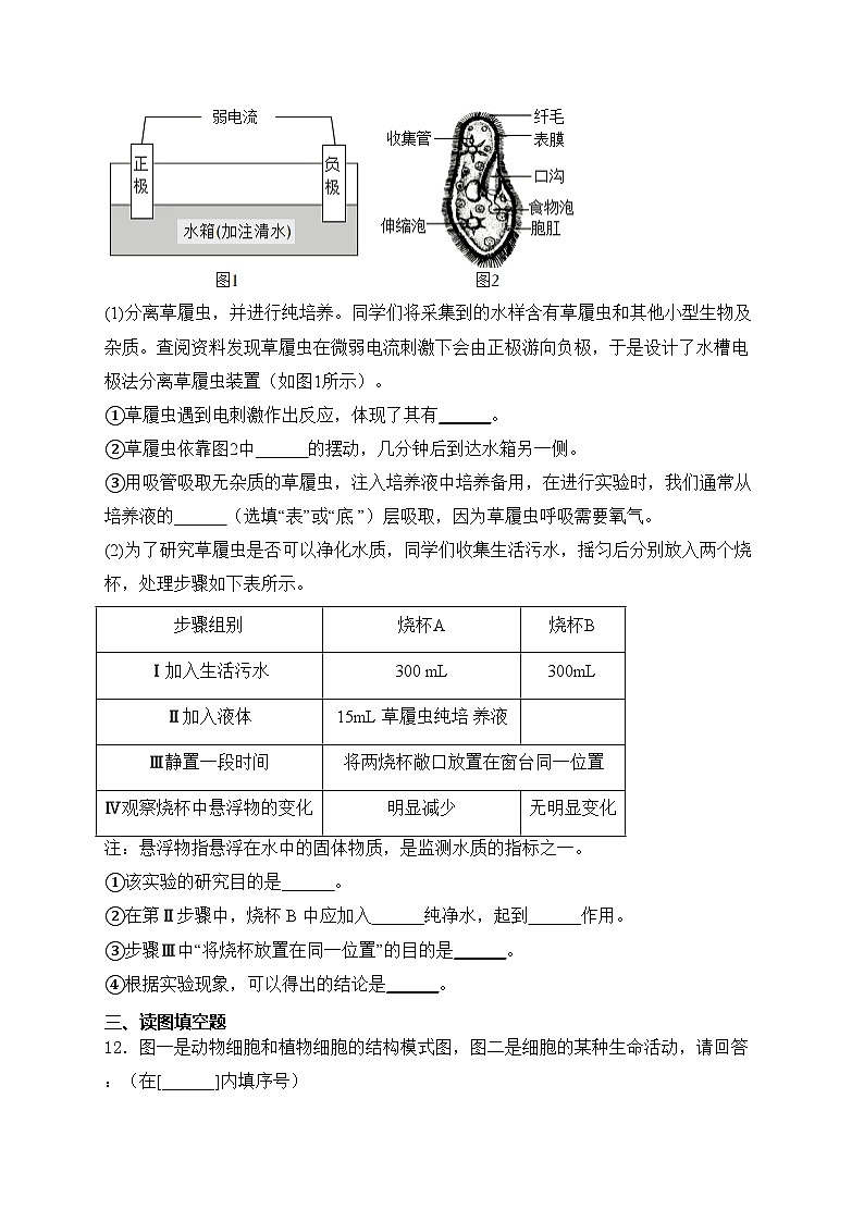 湖北省恩施市五校2024-2025学年七年级上学期期中联考生物试卷(含答案)03