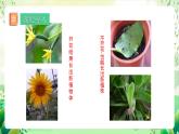 人教版生物八下7.1.1《 植物的生殖》  课件+ 教案
