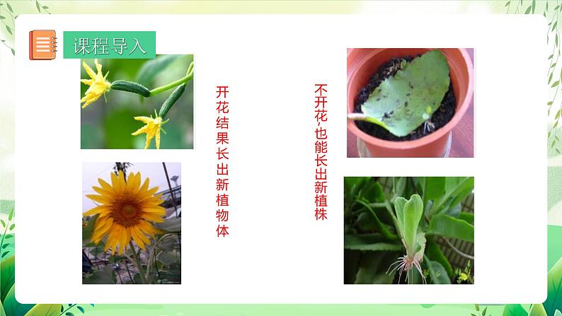 人教版生物八下7.1.1 《植物的生殖》 课件第3页