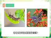 人教版生物八下7.1.2 《昆虫的生殖和发育》 课件+ 教案