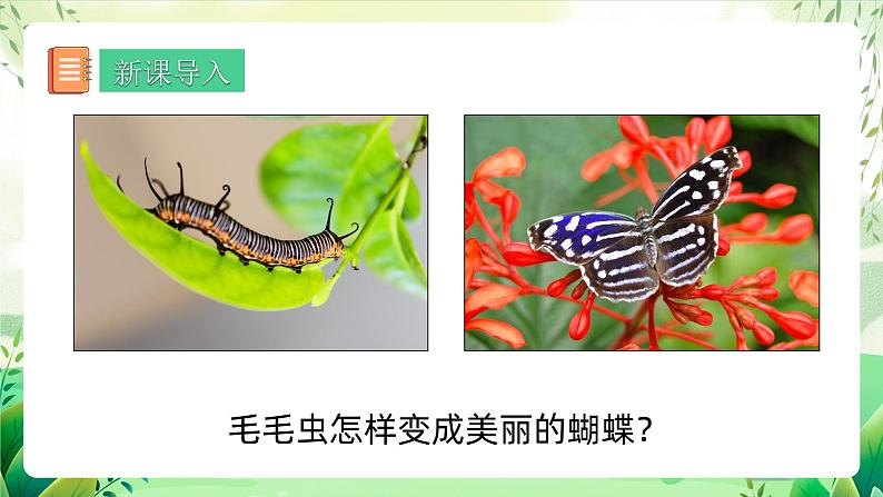 人教版生物八下  7.1.2《 昆虫的生殖和发育》 课件第5页