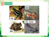 人教版生物八下7.1.3 《两栖动物的生殖和发育》  课件 +教案