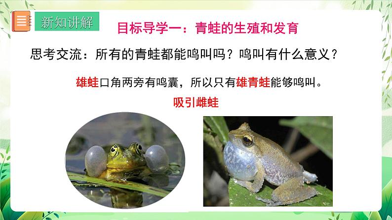 人教版生物八下7.1.3 《两栖动物的生殖和发育》  课件 +教案06