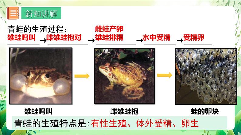 人教版生物八下7.1.3 《两栖动物的生殖和发育》  课件 +教案08