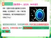 人教版生物八下7.2.2《 基因在亲子代间的传递》课件 +教案