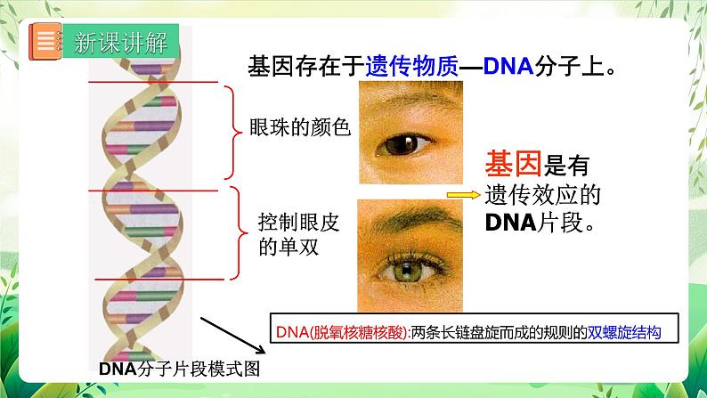 人教版生物 八下 7.2.2 《基因在亲子代间的传递》 课件第8页