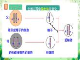 人教版生物八下7.2.3 《基因的显性和隐性》 课件+教案