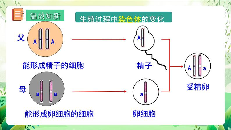 人教版生物八下7.2.3 《基因的显性和隐性》 课件+教案03