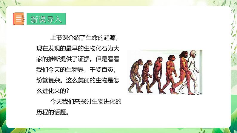 人教版生物八下7.3.2 《生物进化的历程》课件+教案03